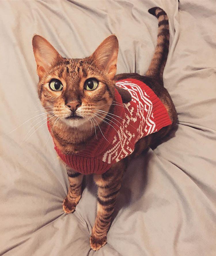 Cat 8rTgmNHn6