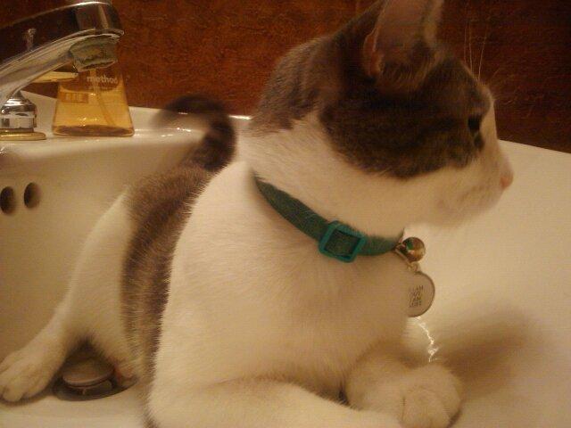 Cat 8re
