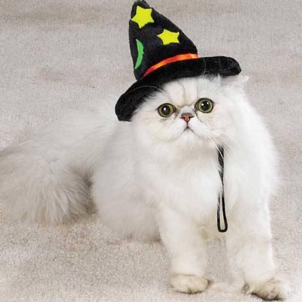 Cat 8to