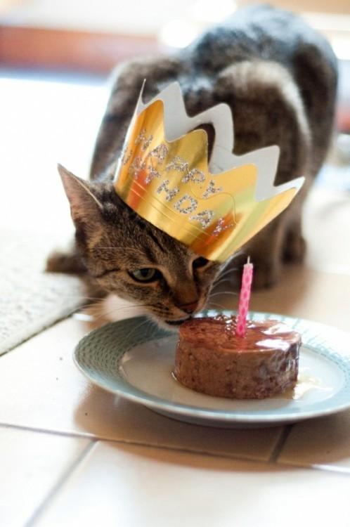 Cat 8u0