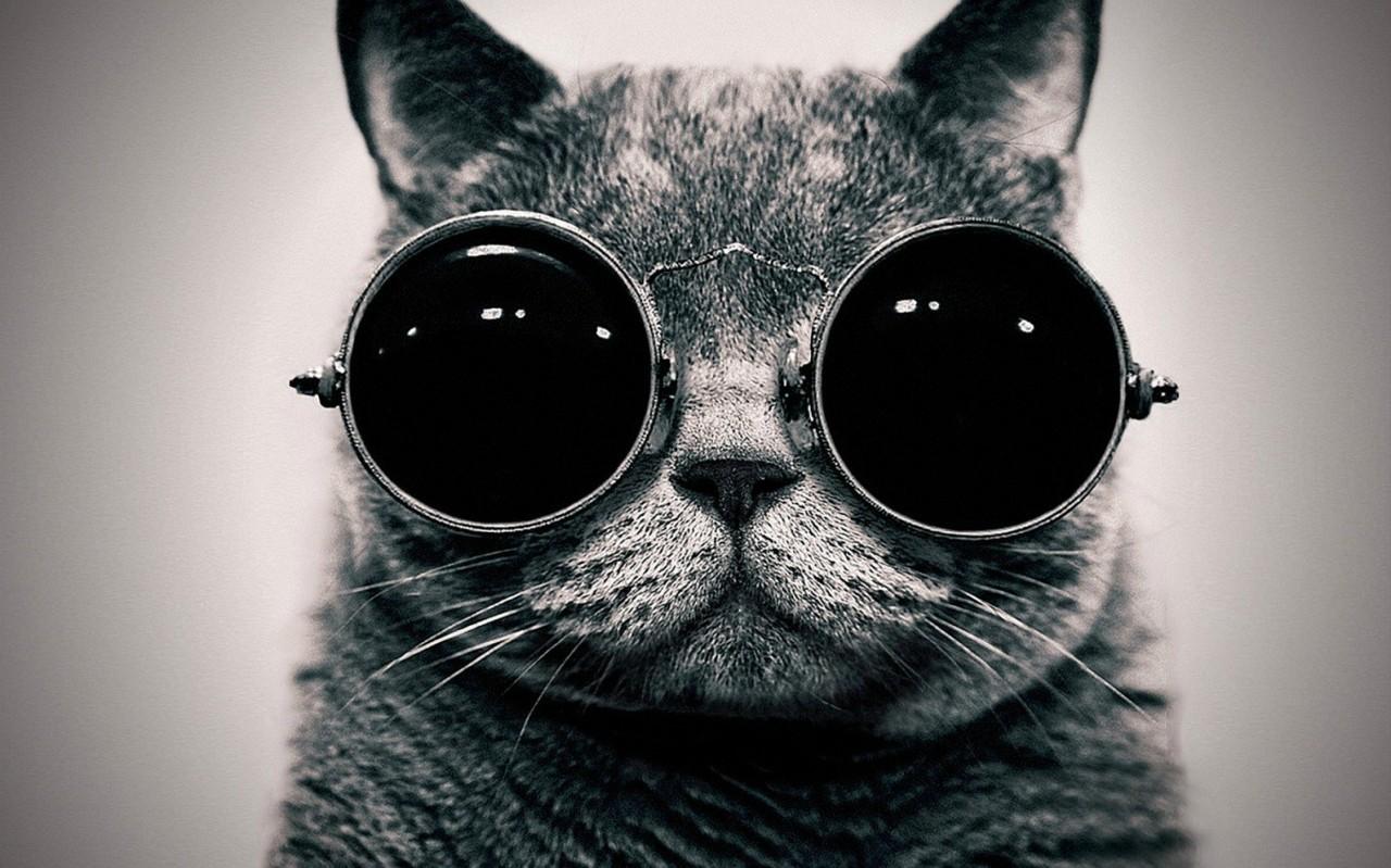 Cat 8ud