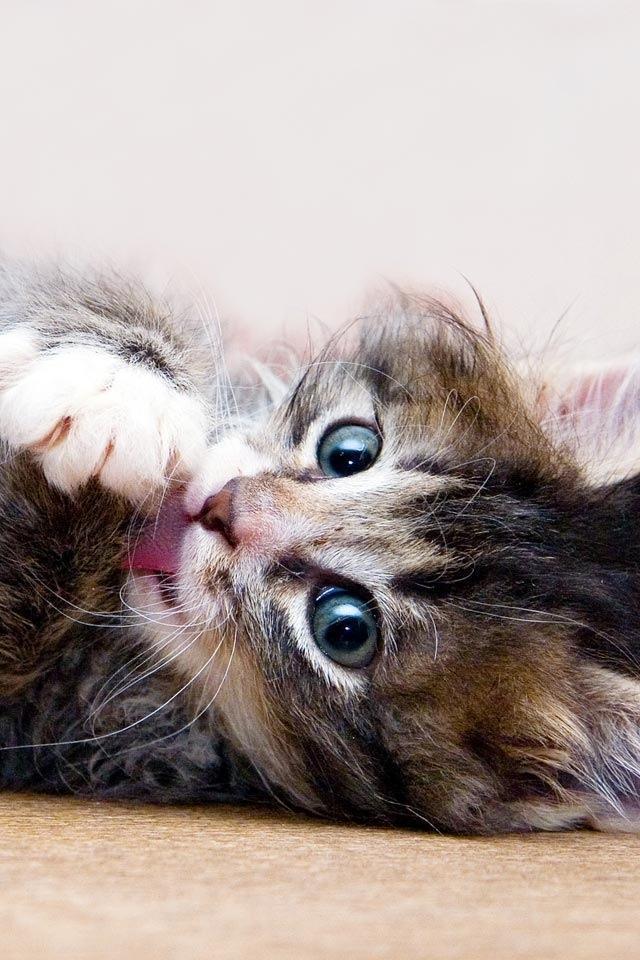 Cat 989