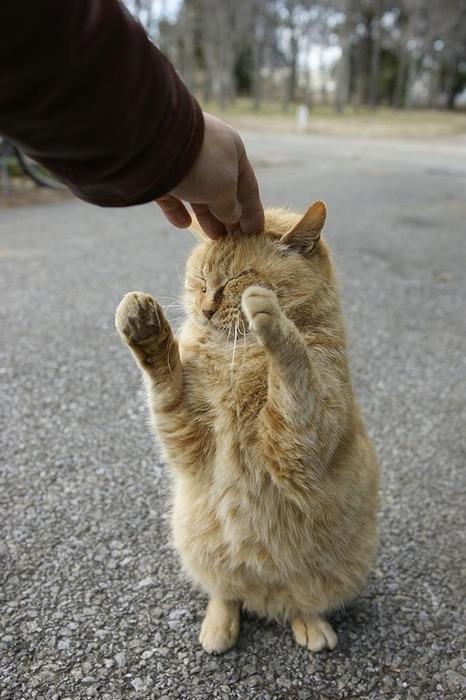 Cat 991
