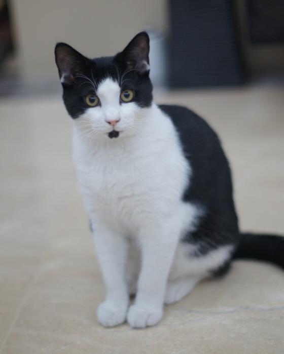 Cat 99c