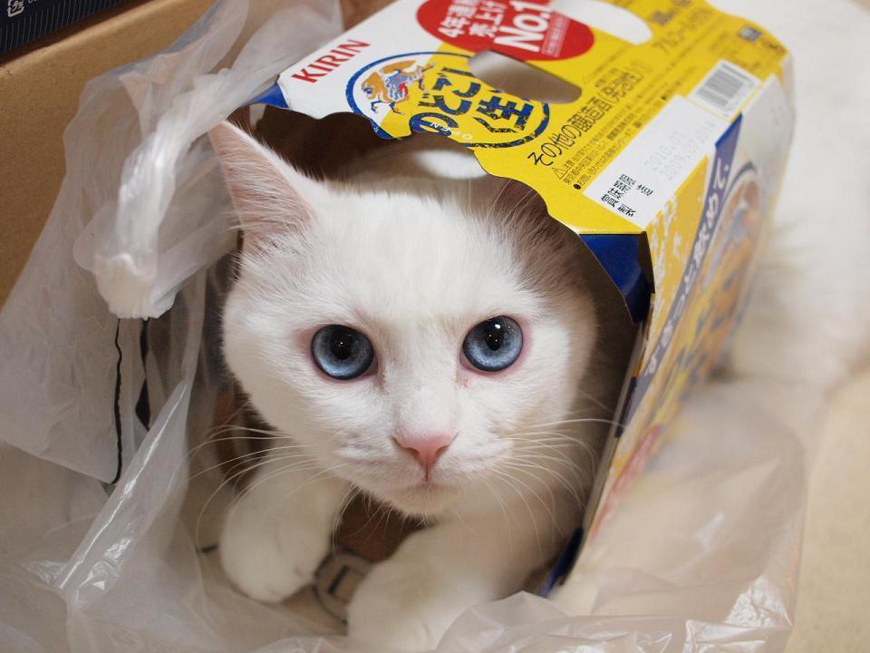Cat 99h