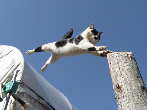 Cat 99k