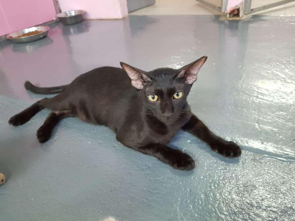 Cat 9JisqWsnL