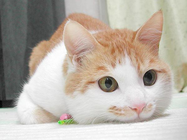Cat 9aj