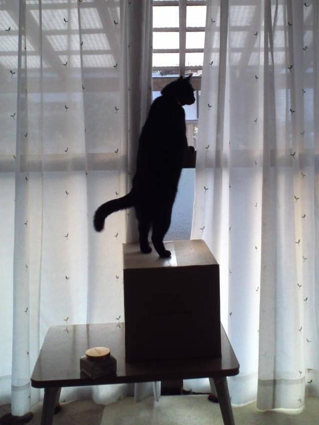 Cat 9cd