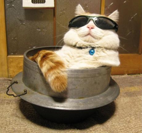 Cat 9d0