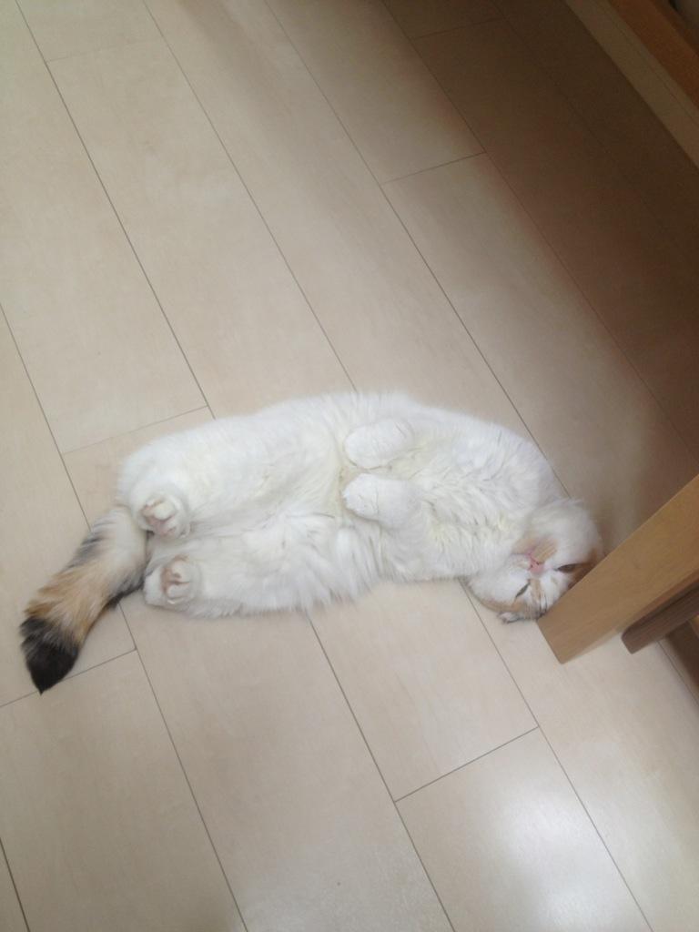 Cat 9df