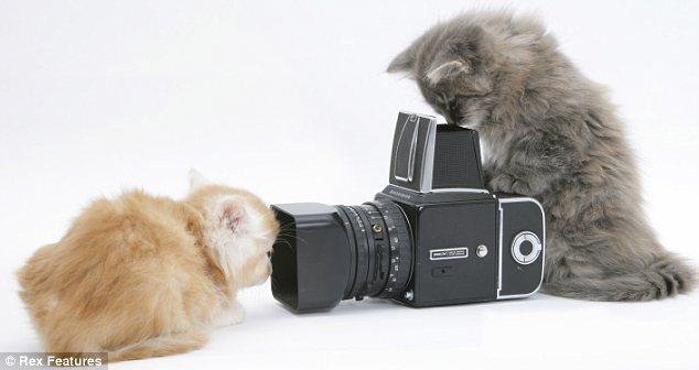 Cat 9e7