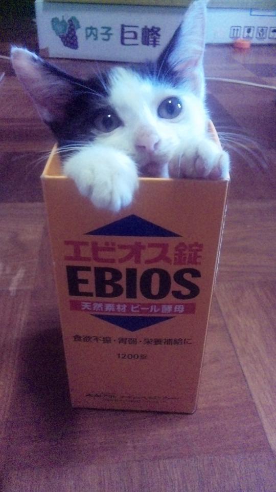 Cat 9f1