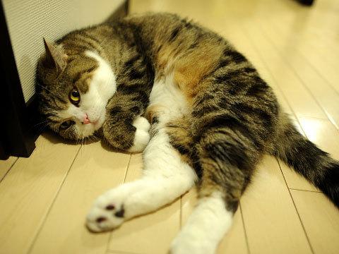 Cat 9fc