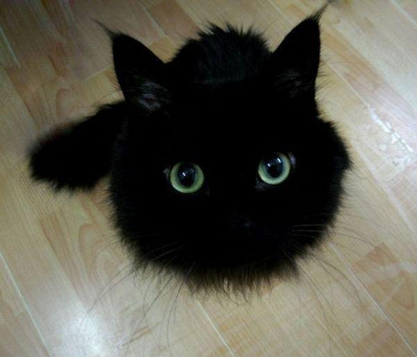 Cat 9fl
