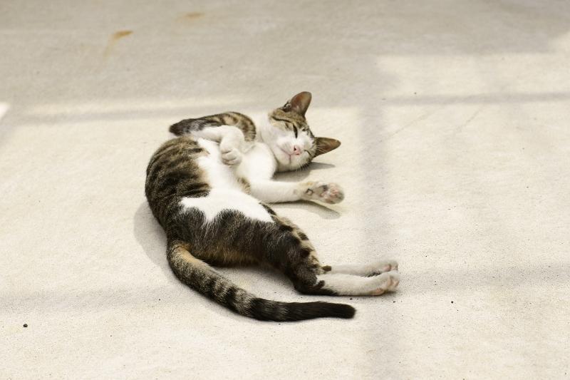 Cat 9fr