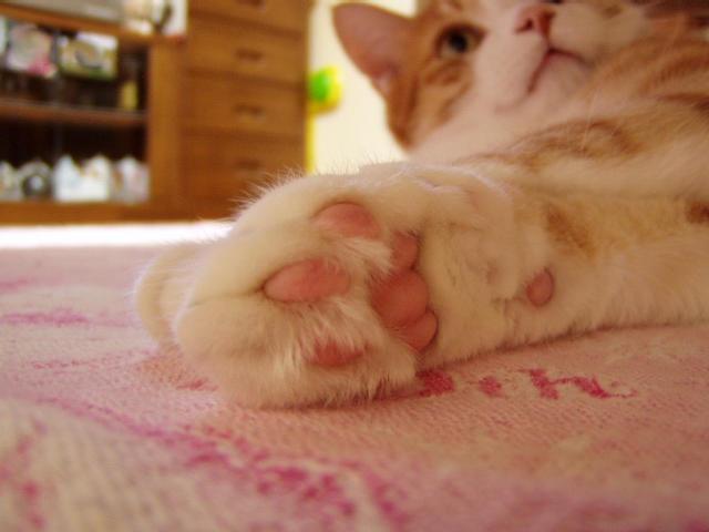 Cat 9h7