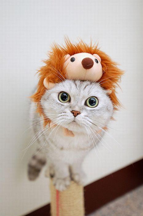Cat 9j6