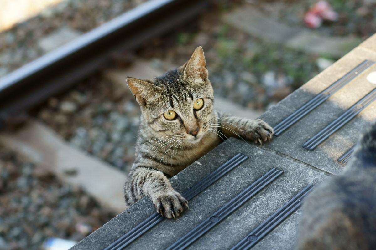 Cat 9k4