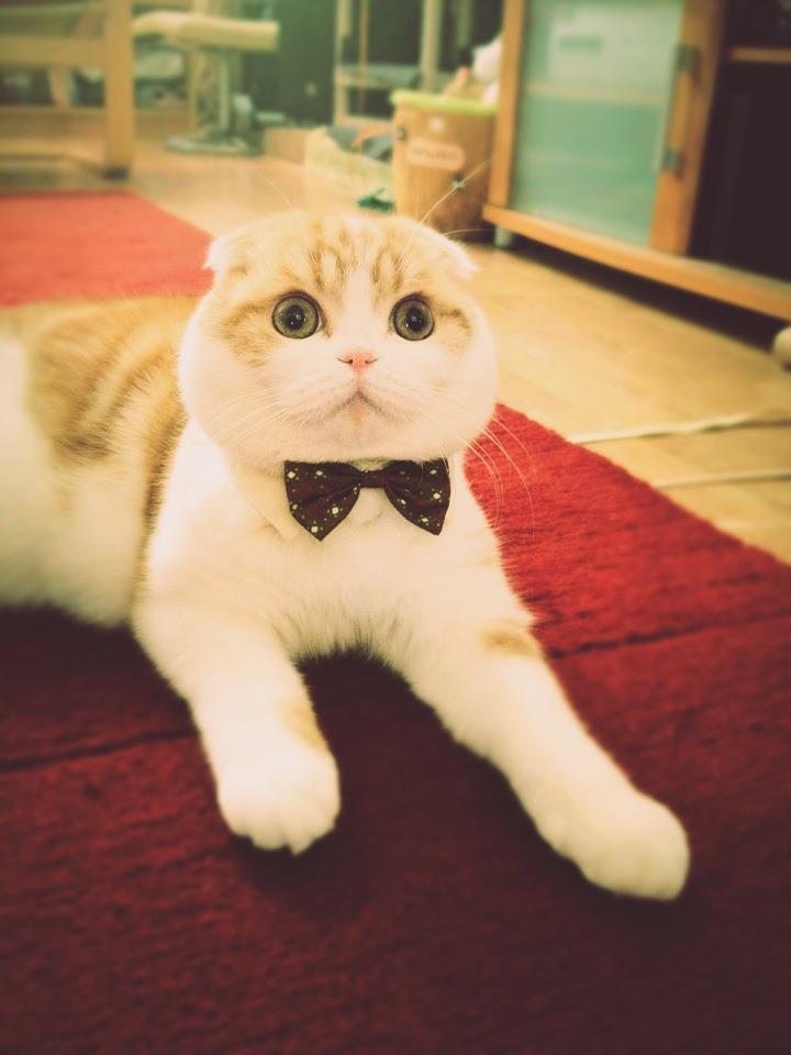 Cat 9l6