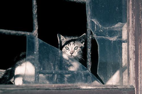 Cat 9l7