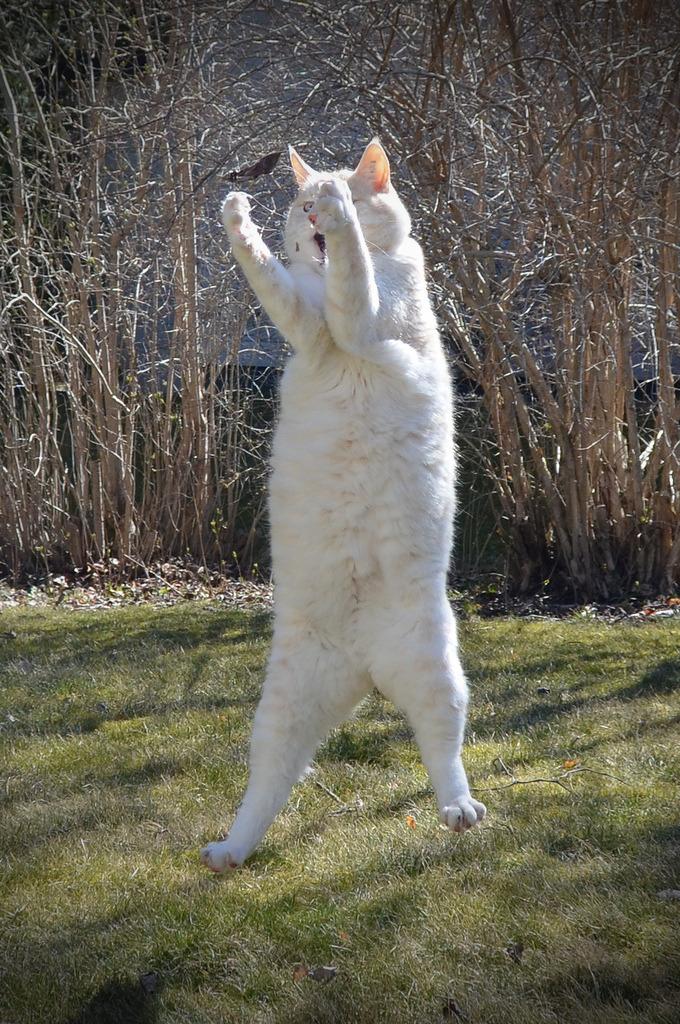 Cat 9l8