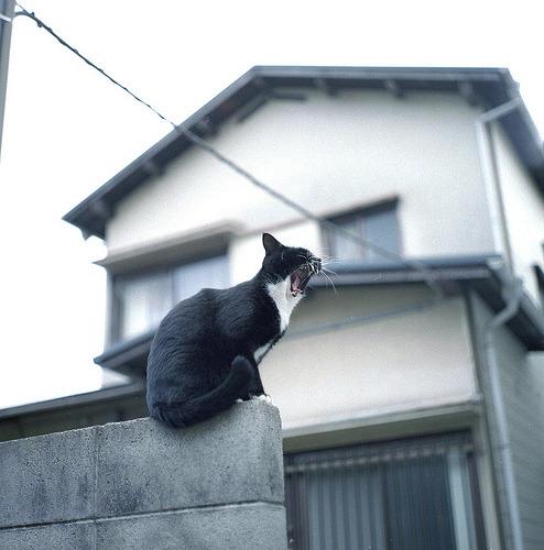 Cat 9mj