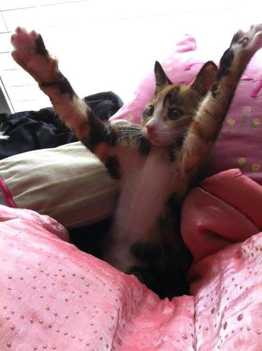 Cat 9oo