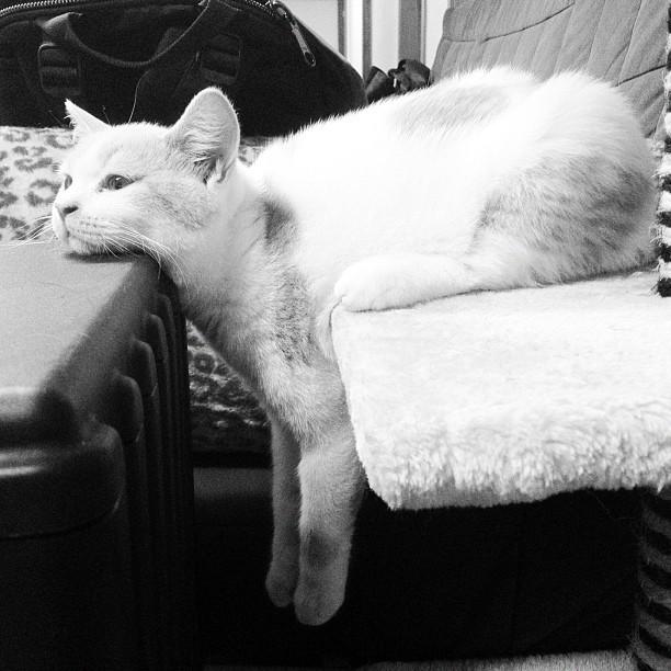 Cat 9ot