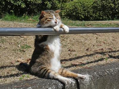 Cat 9pj