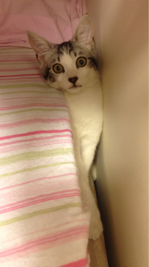 Cat 9q3
