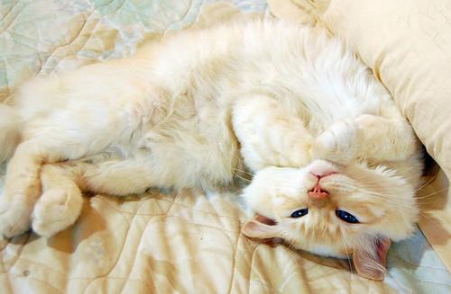 Cat 9qh