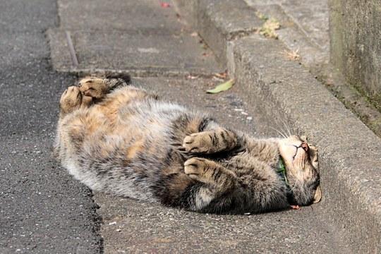 Cat 9qj