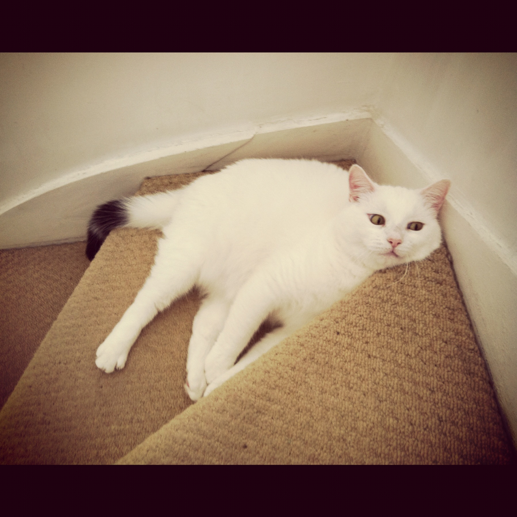 Cat 9qr
