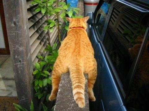 Cat 9r8