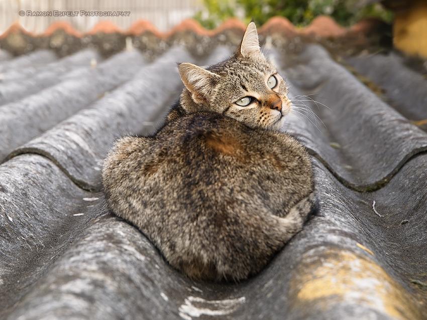 Cat 9r9