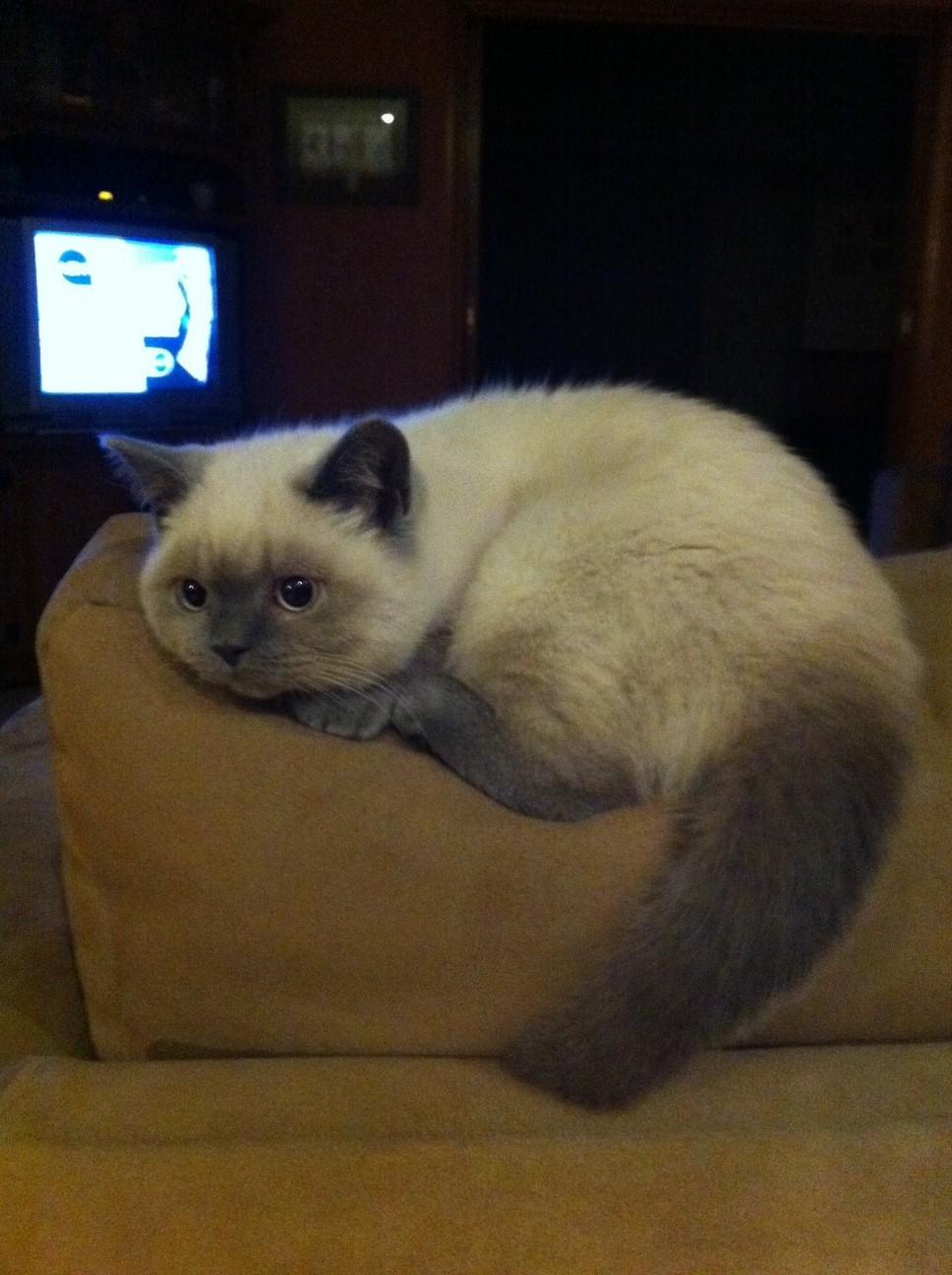 Cat 9rf