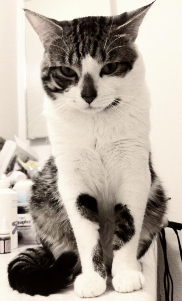 Cat 9rm