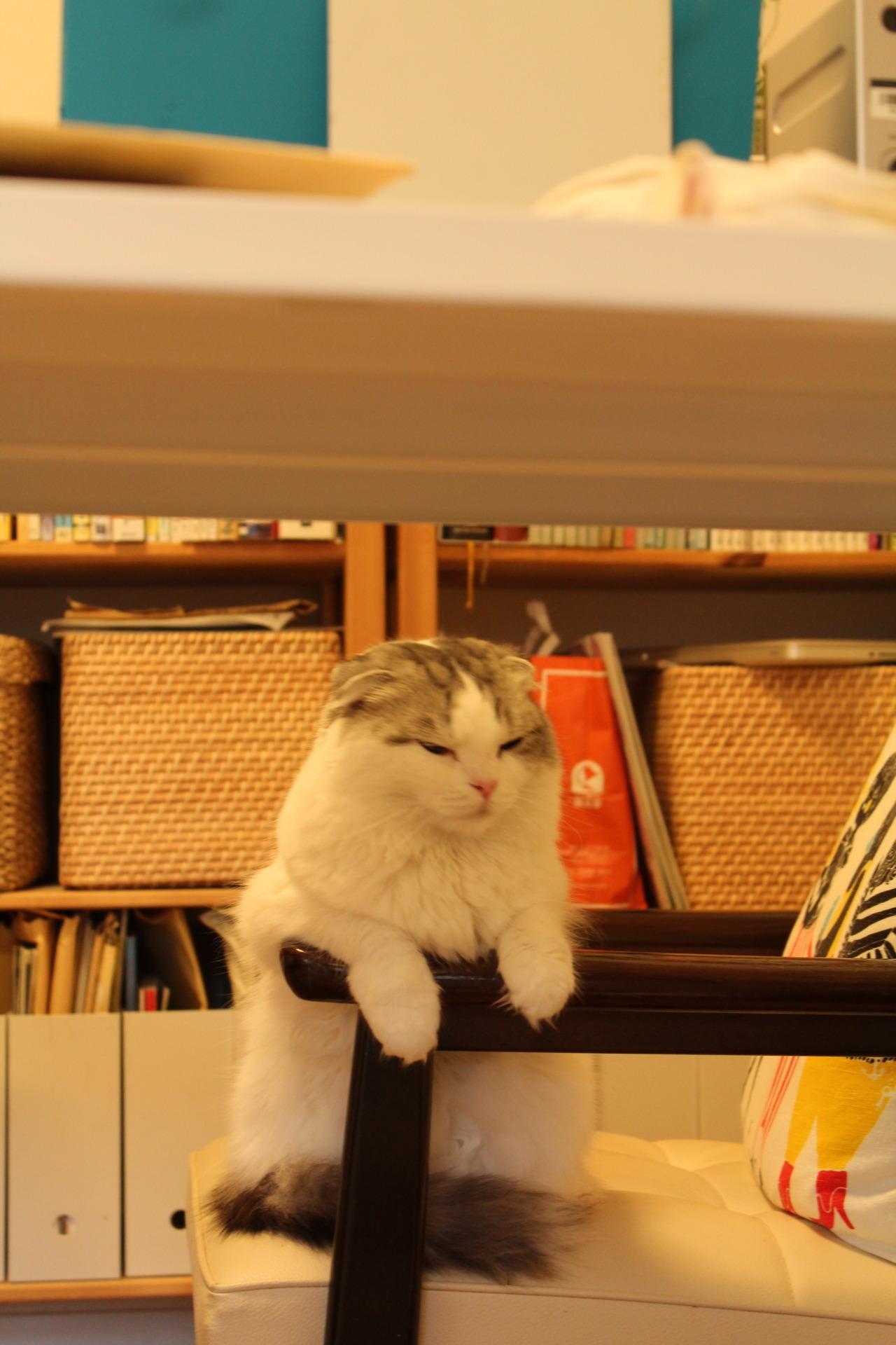 Cat 9sg