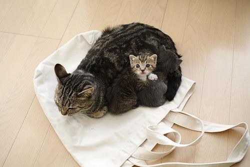Cat 9sh
