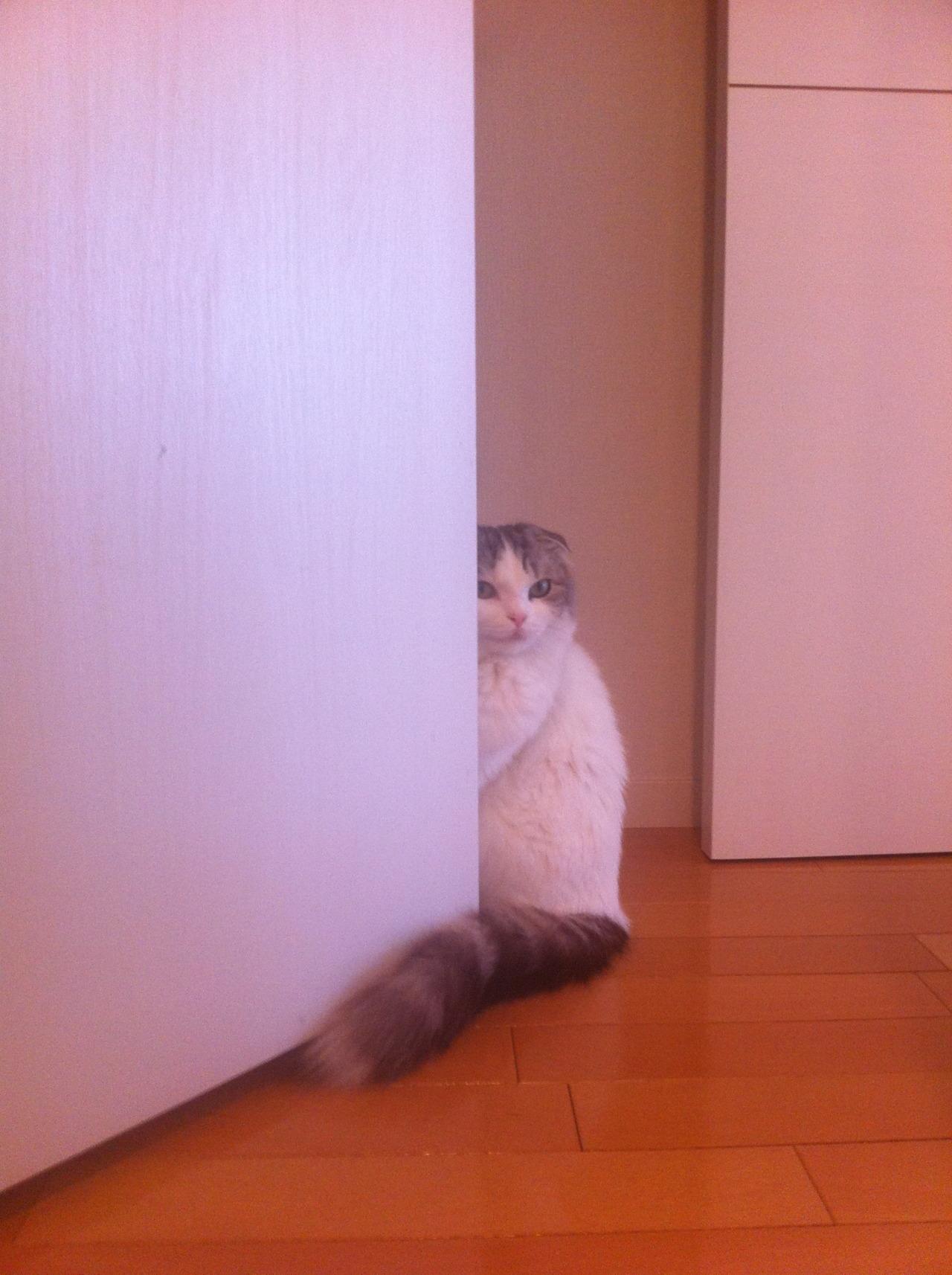 Cat 9t5