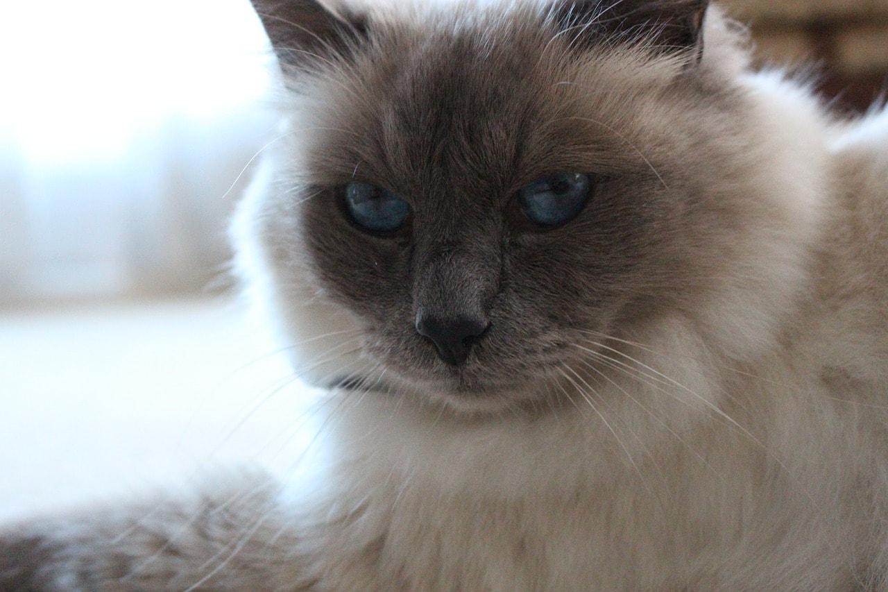 Cat 9tZCXEYzy