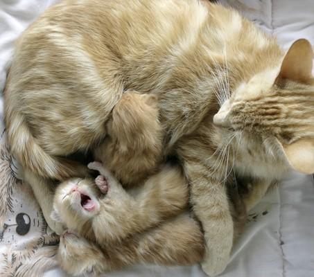 Cat 9tm