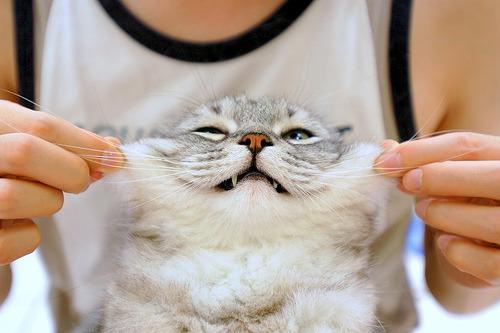 Cat 9tn