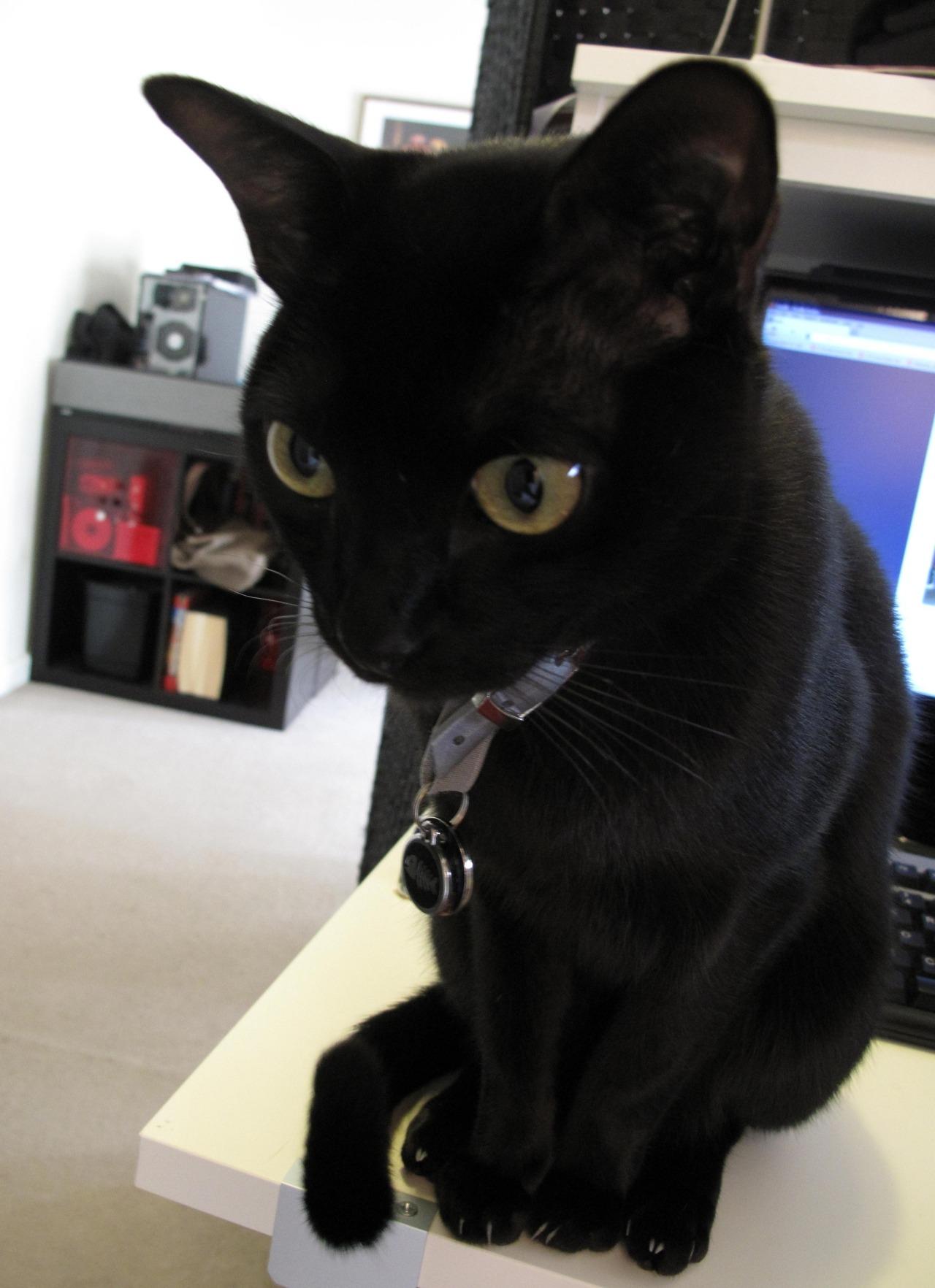 Cat 9u1