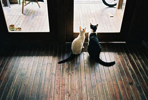 Cat 9u9