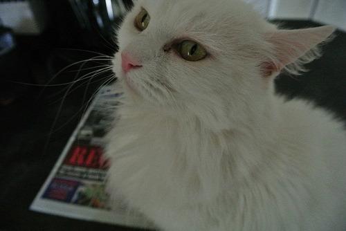Cat 9ud