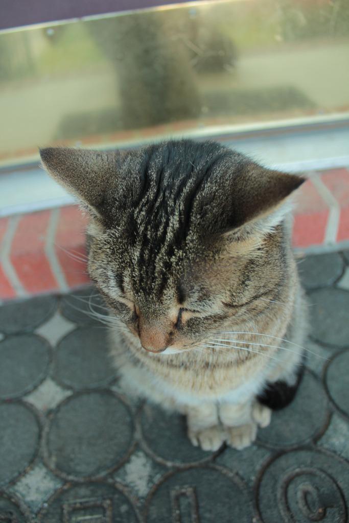 Cat 9vh