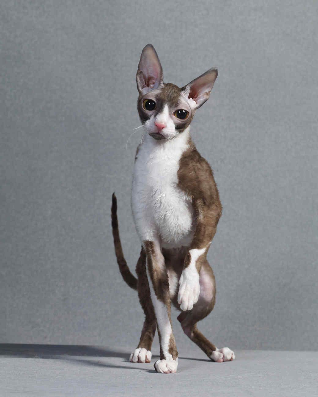 Cat A5JigBZjG