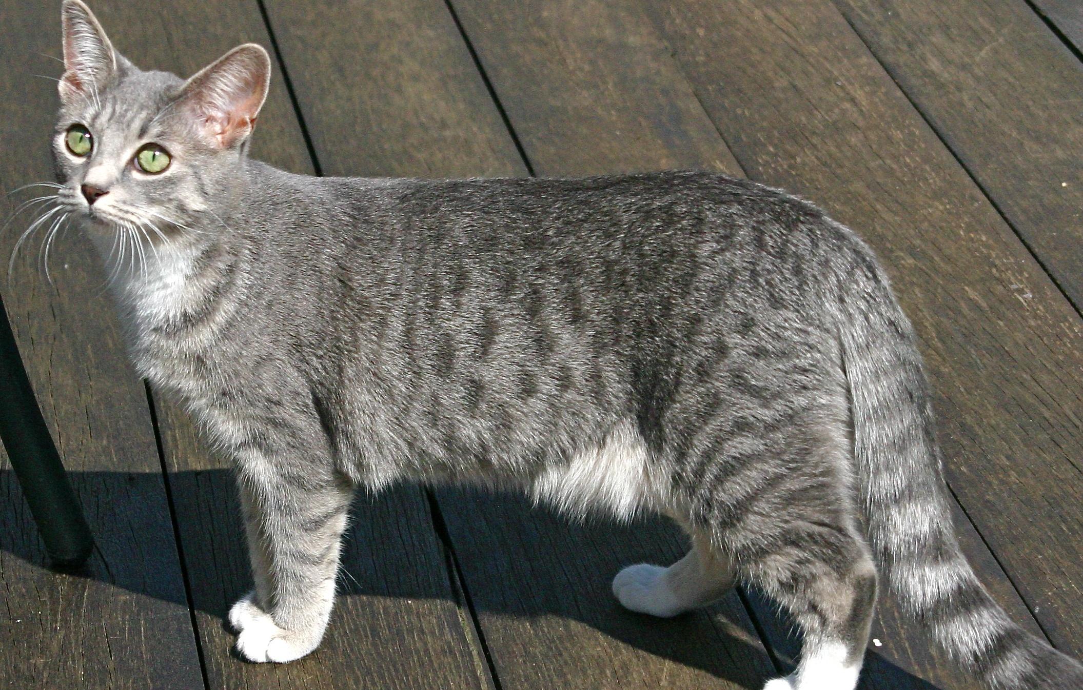 Cat AH61b9ziS